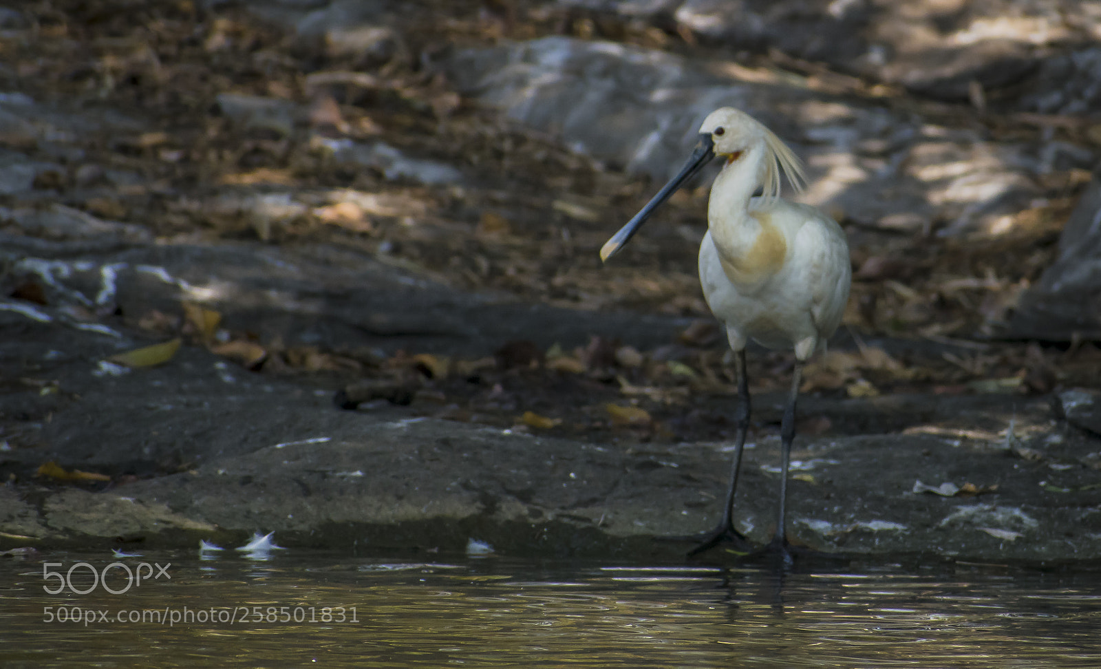 Nikon D3300 sample photo. Eurasian spoonbill photography