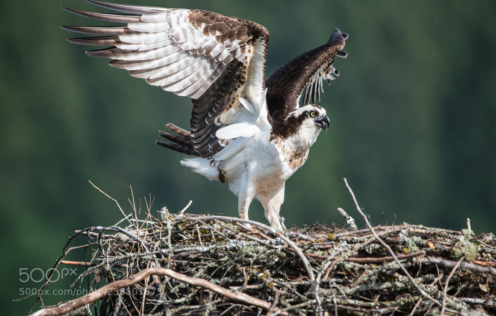 Nikon D750 sample photo. Osprey photography
