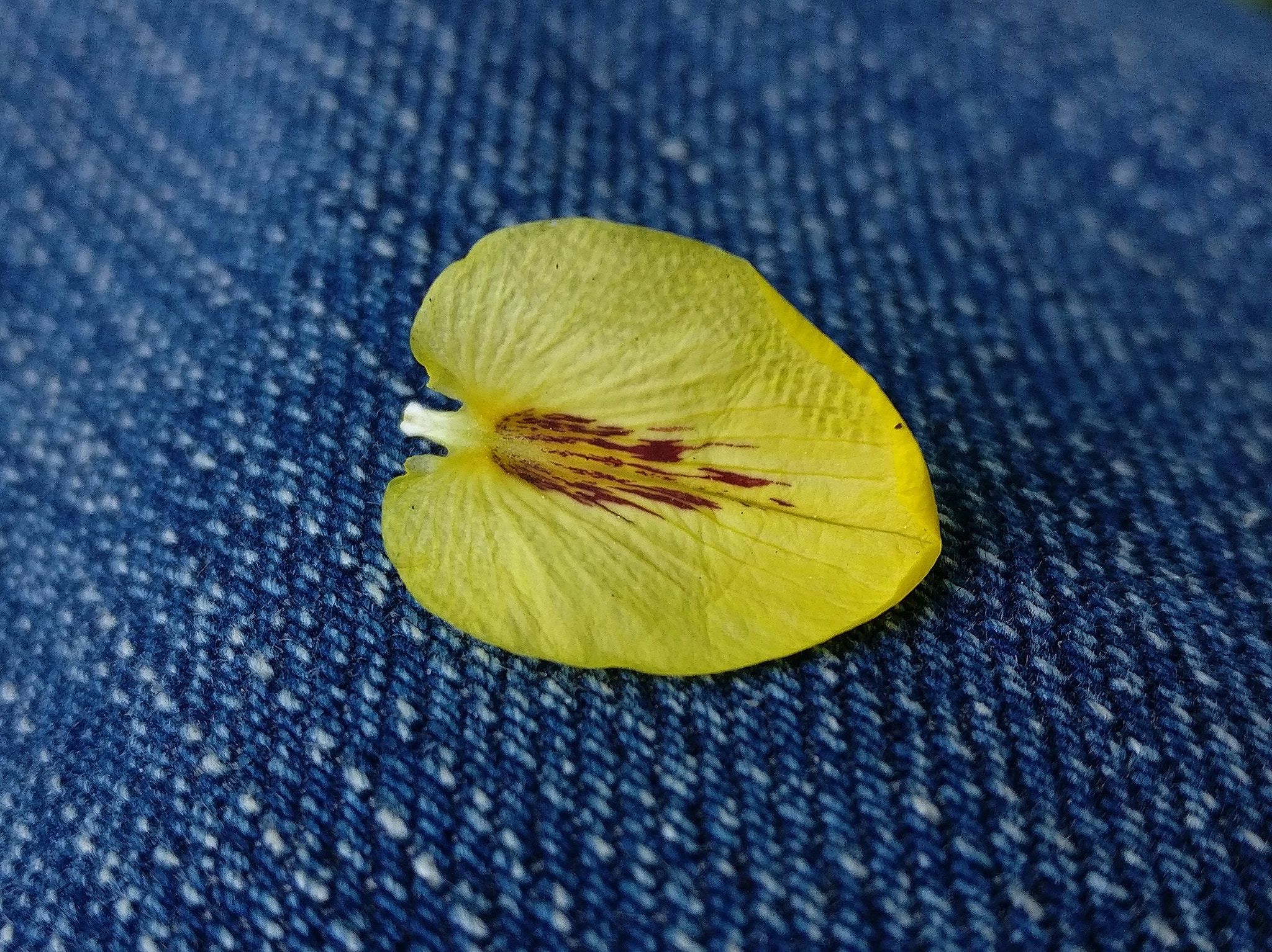 OnePlus A3000 sample photo. Petal photography