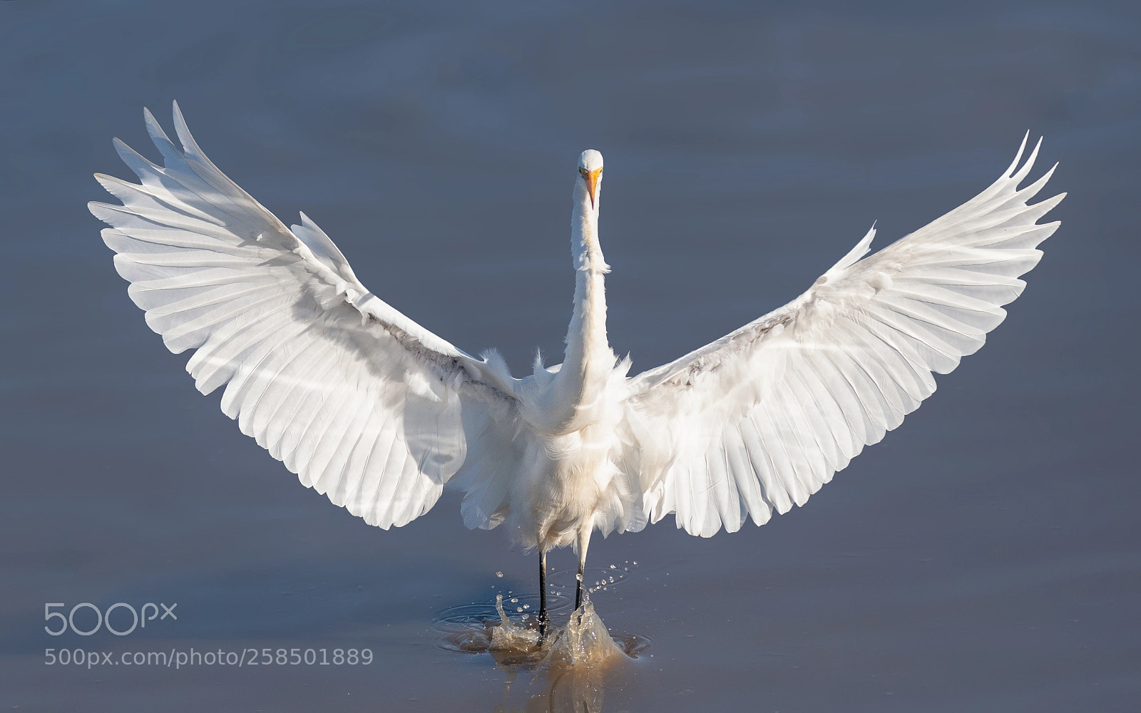 Nikon D800E sample photo. Great egret photography