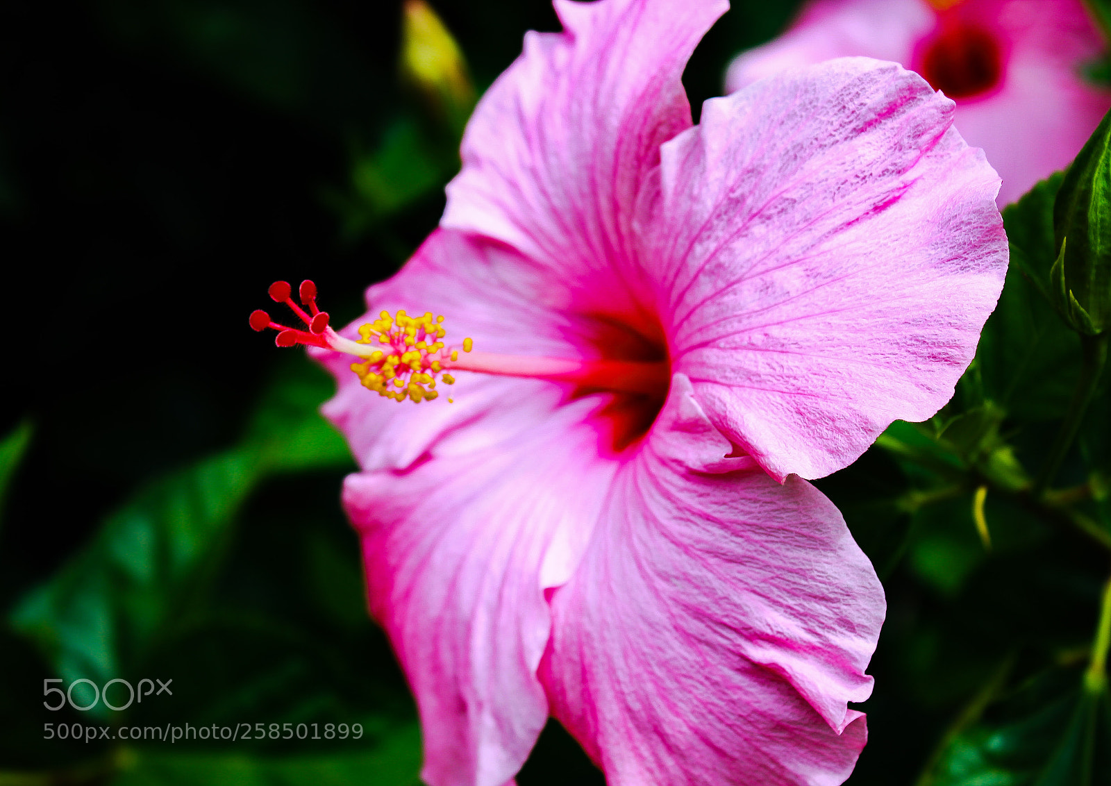 Canon EOS 1300D (EOS Rebel T6 / EOS Kiss X80) sample photo. Hibiscus photography