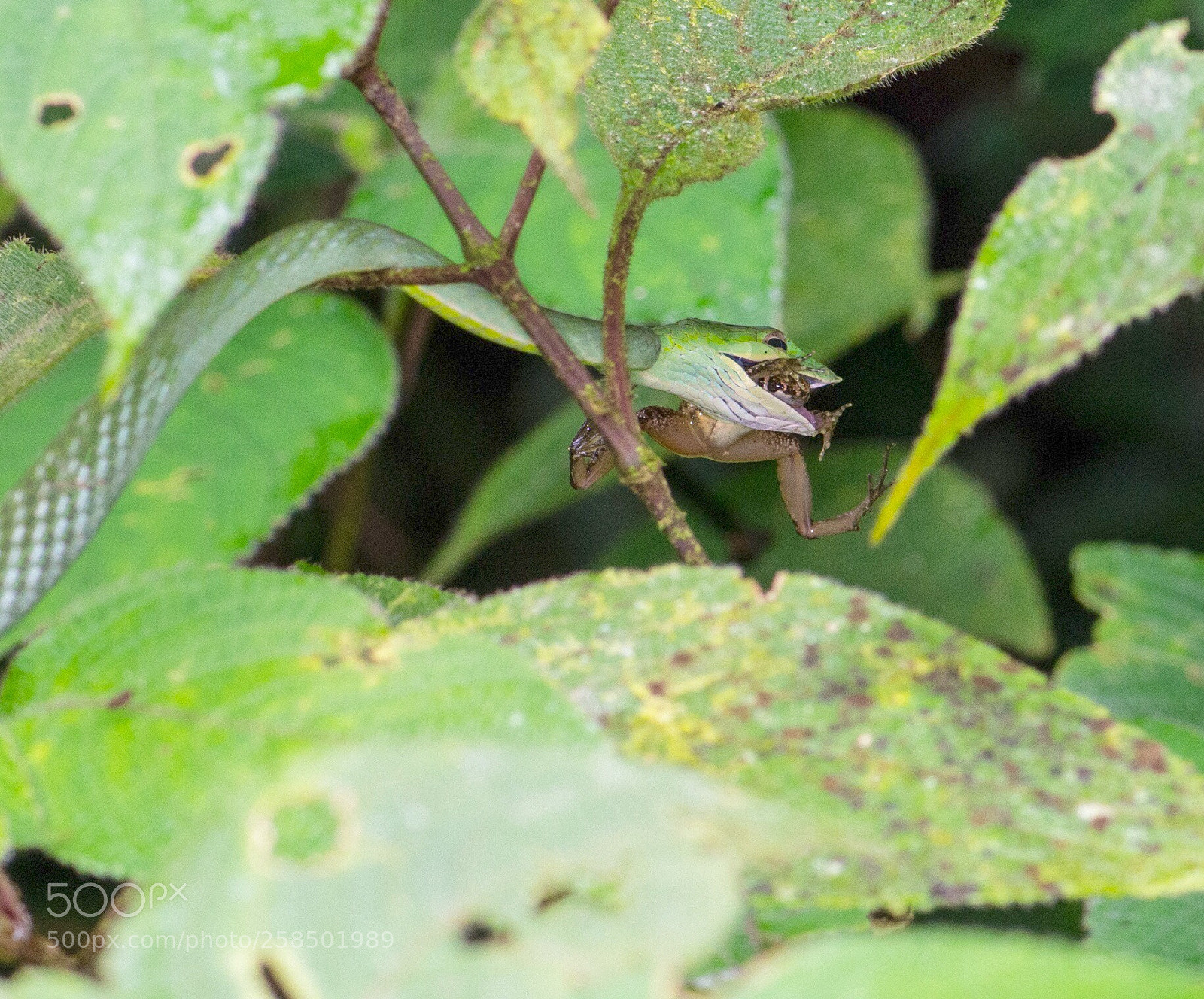 Nikon D7200 sample photo. Tasty bytes photography