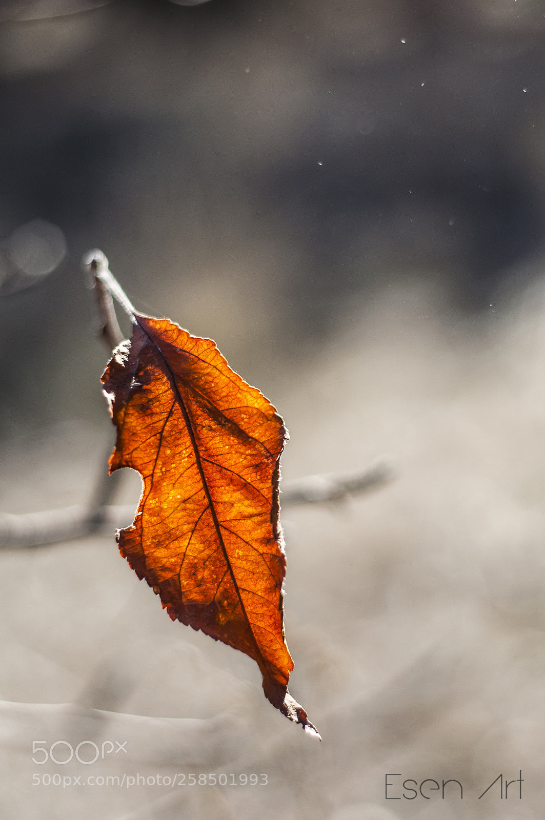 Nikon D90 sample photo. By puzzlecanon doss photography