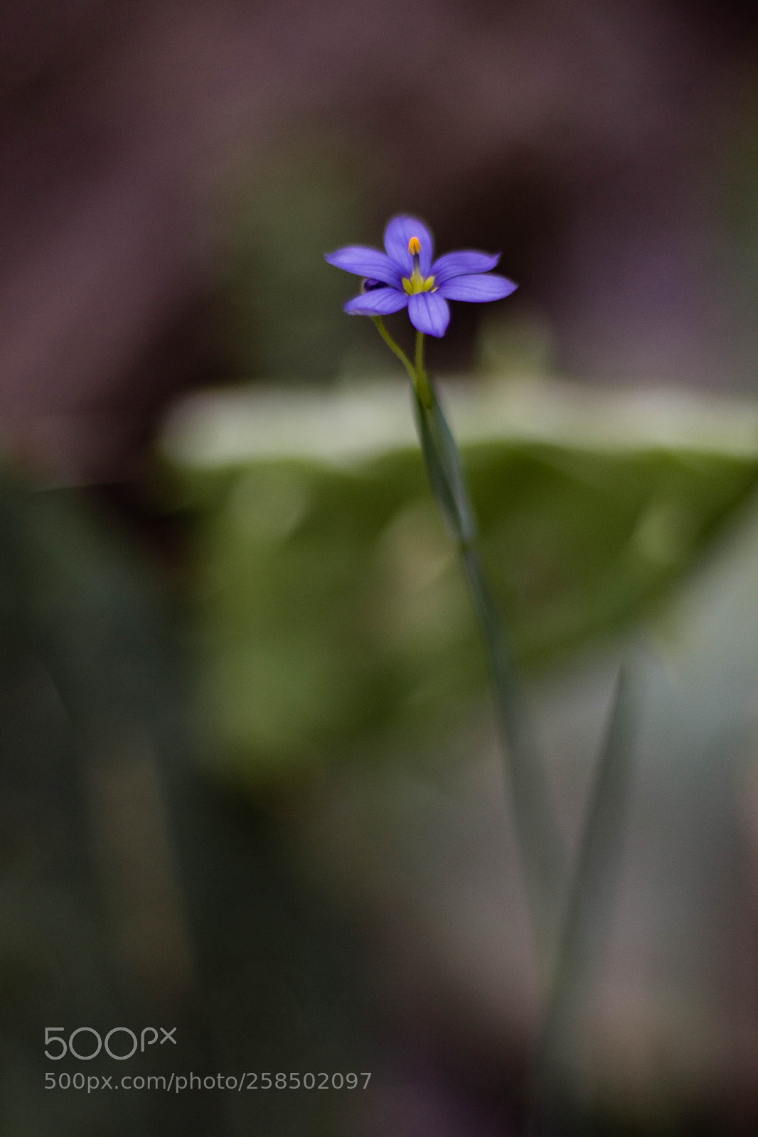 Canon EOS 1100D (EOS Rebel T3 / EOS Kiss X50) sample photo. Government canyon flowers photography