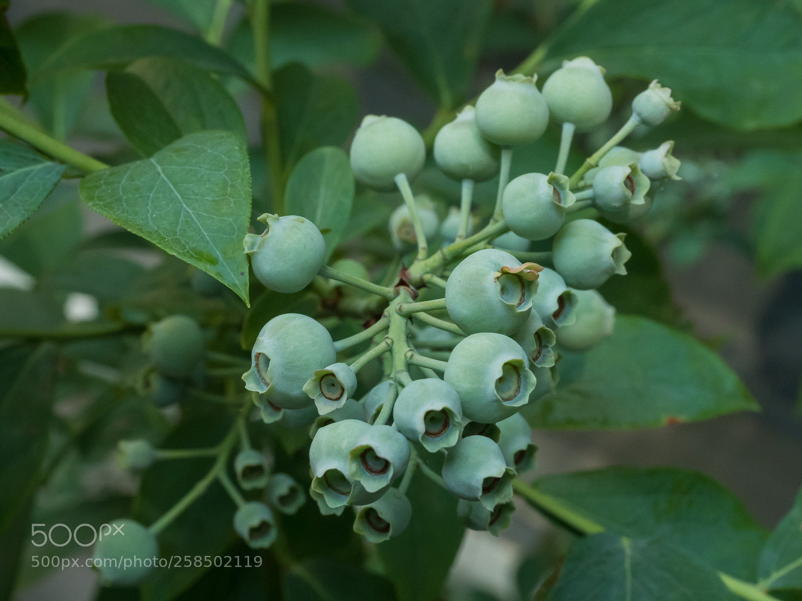 Olympus OM-D E-M5 II sample photo. Blueberry bush photography