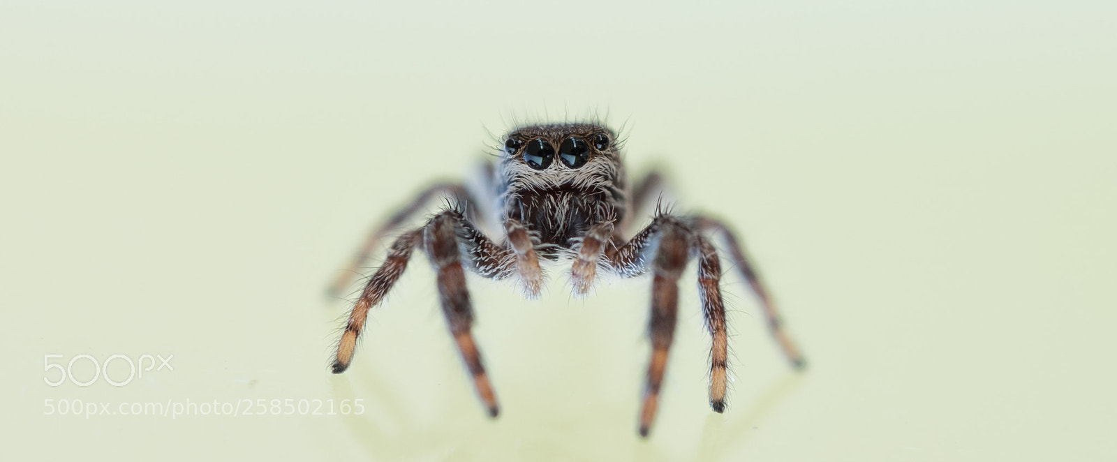 Fujifilm X-T2 sample photo. Jumping spider photography