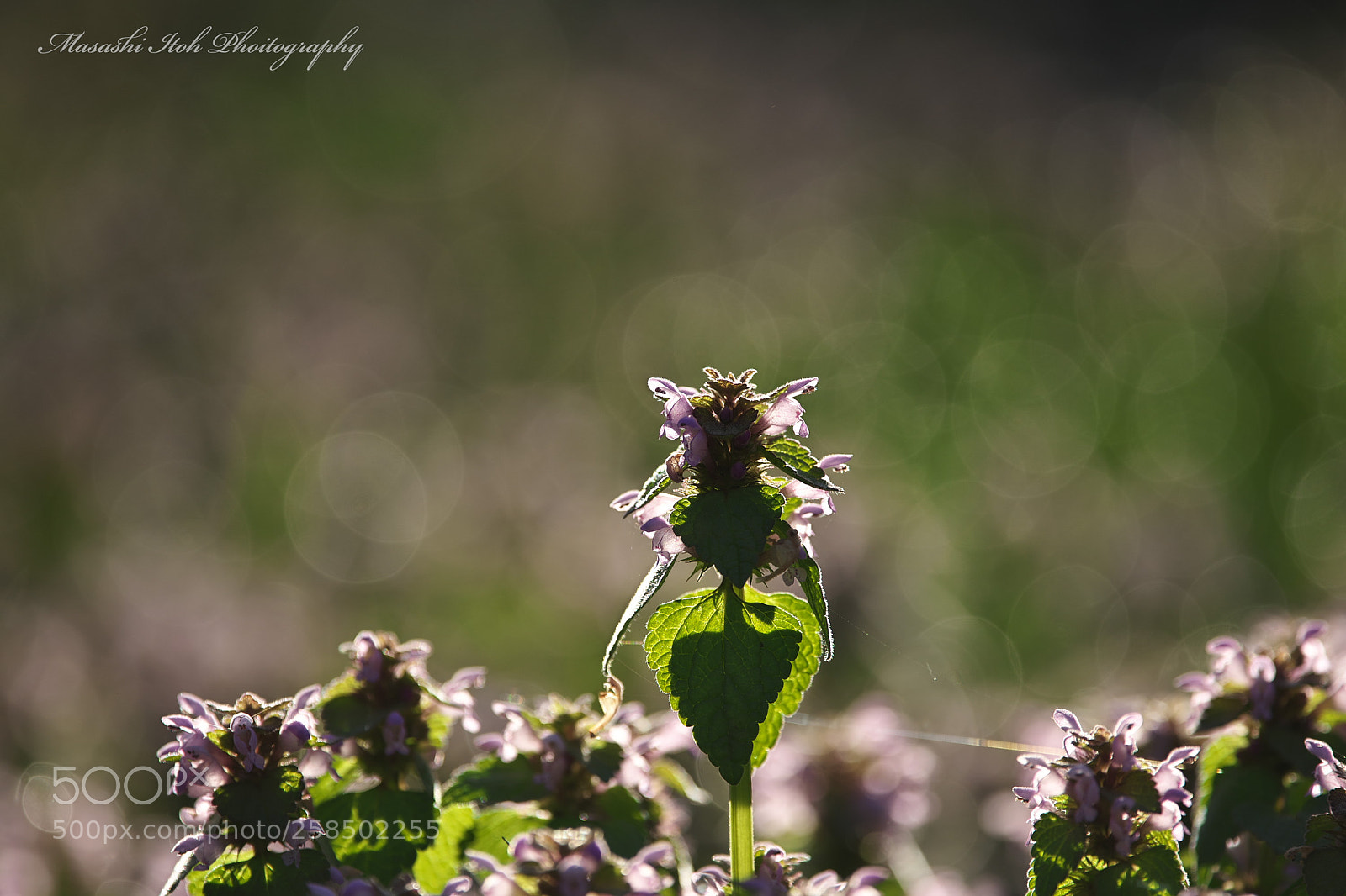 Nikon D500 sample photo. Little dancer photography