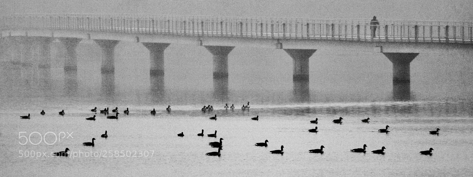 Canon EOS 50D sample photo. Morning  fog photography