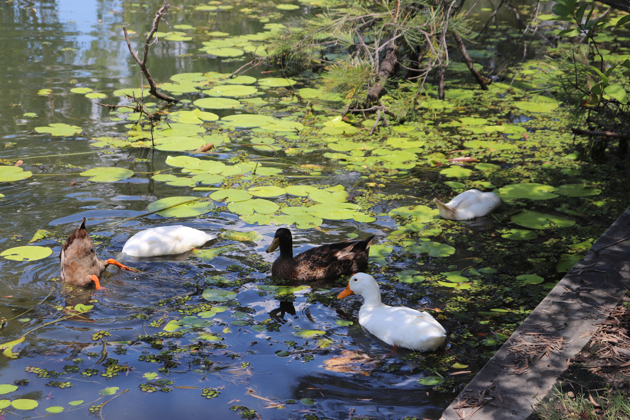 Canon EOS 77D (EOS 9000D / EOS 770D) sample photo. Ducks photography