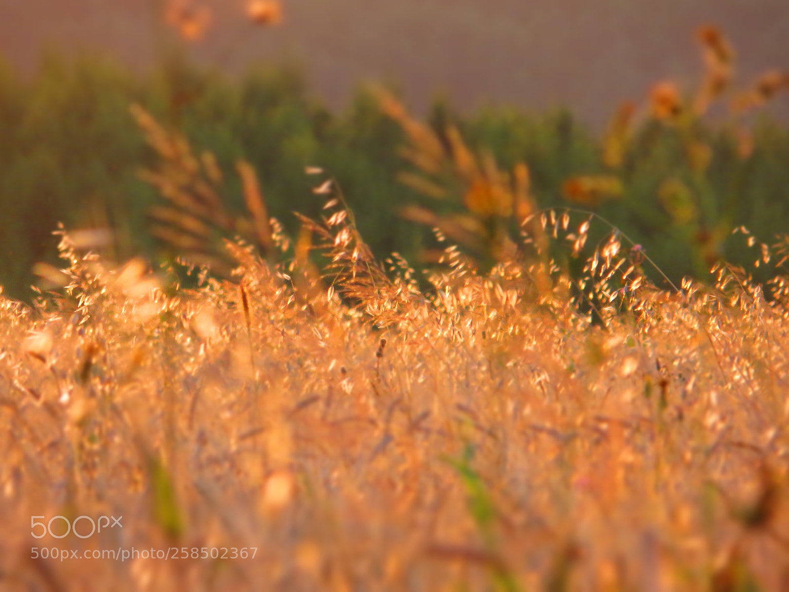 Canon PowerShot SX240 HS sample photo. Gold summer... photography