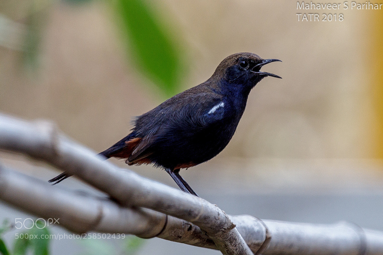 Canon EOS 600D (Rebel EOS T3i / EOS Kiss X5) sample photo. Indian robin photography
