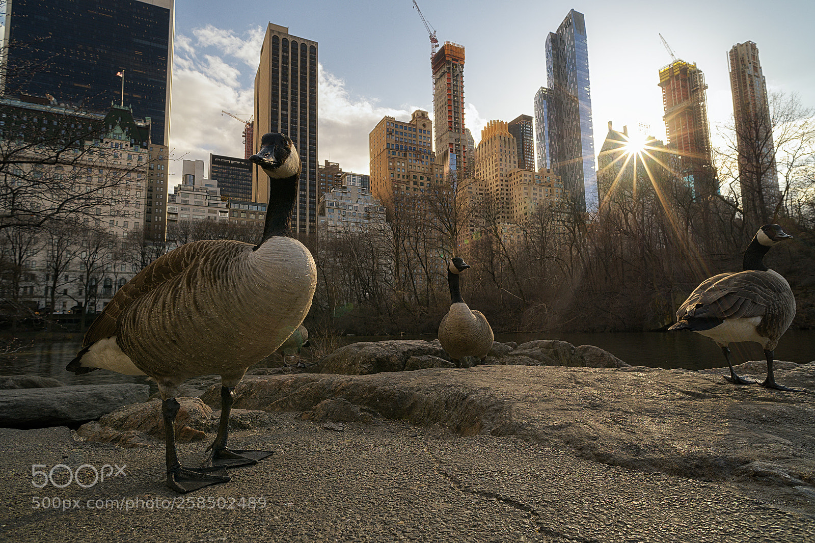Nikon D850 sample photo. Midtown manhattanites photography