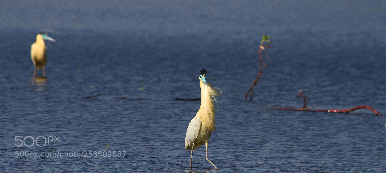 Canon EOS 7D sample photo. Pilherodius pileatus photography