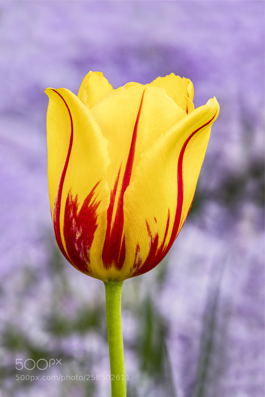 Canon EOS 5D Mark IV sample photo. Yellow and red tulip photography
