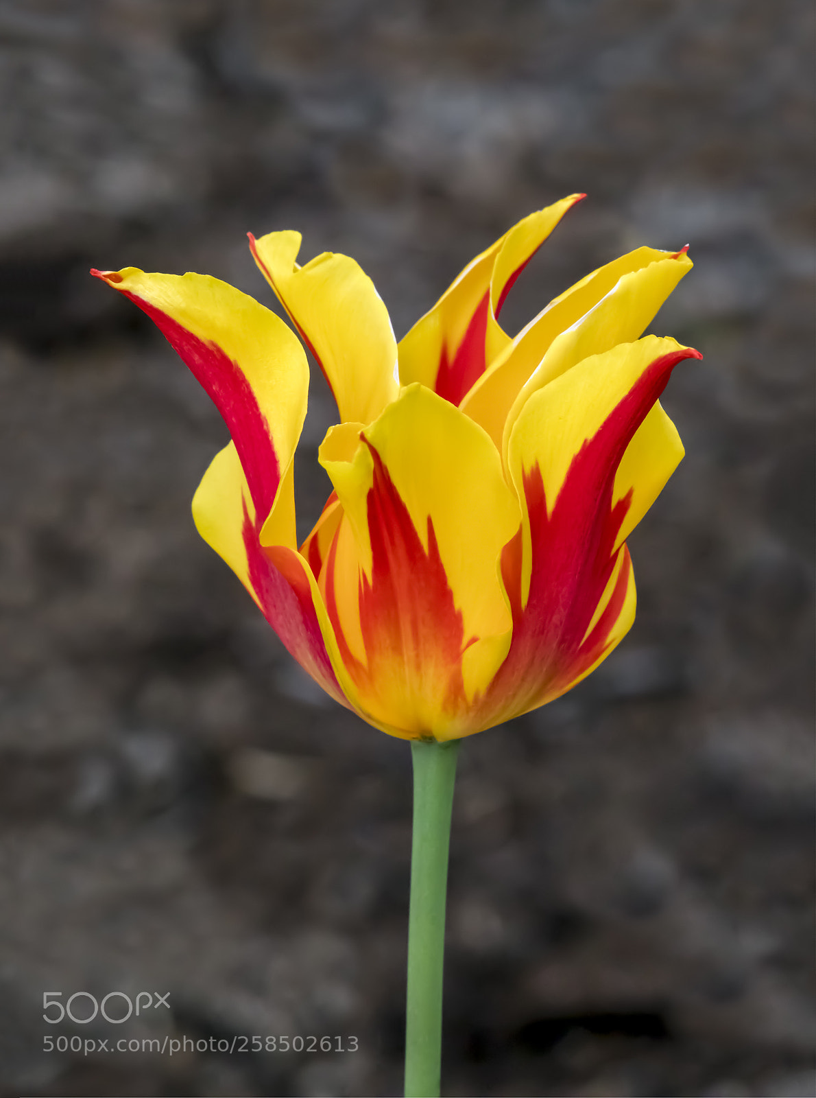 Canon EOS 5D Mark IV sample photo. Yellow and red tulip photography