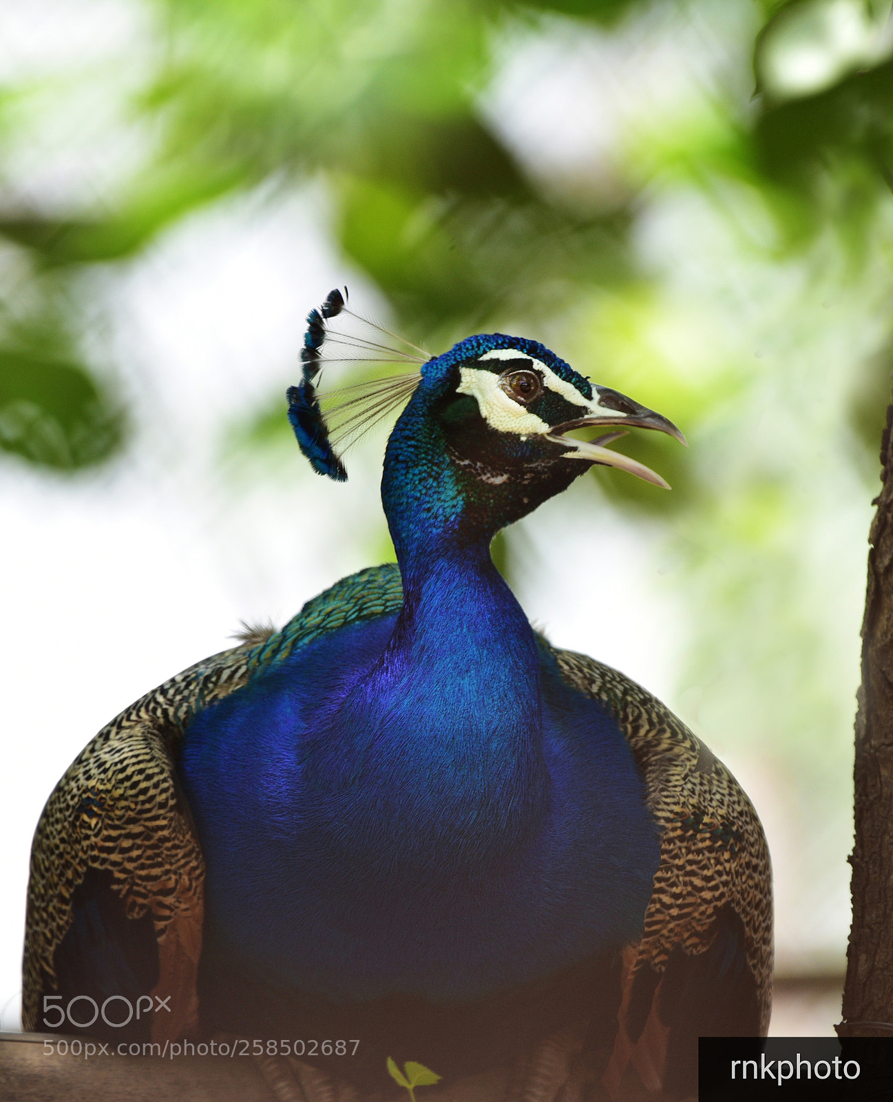 Nikon D750 sample photo. Peacock profile photography