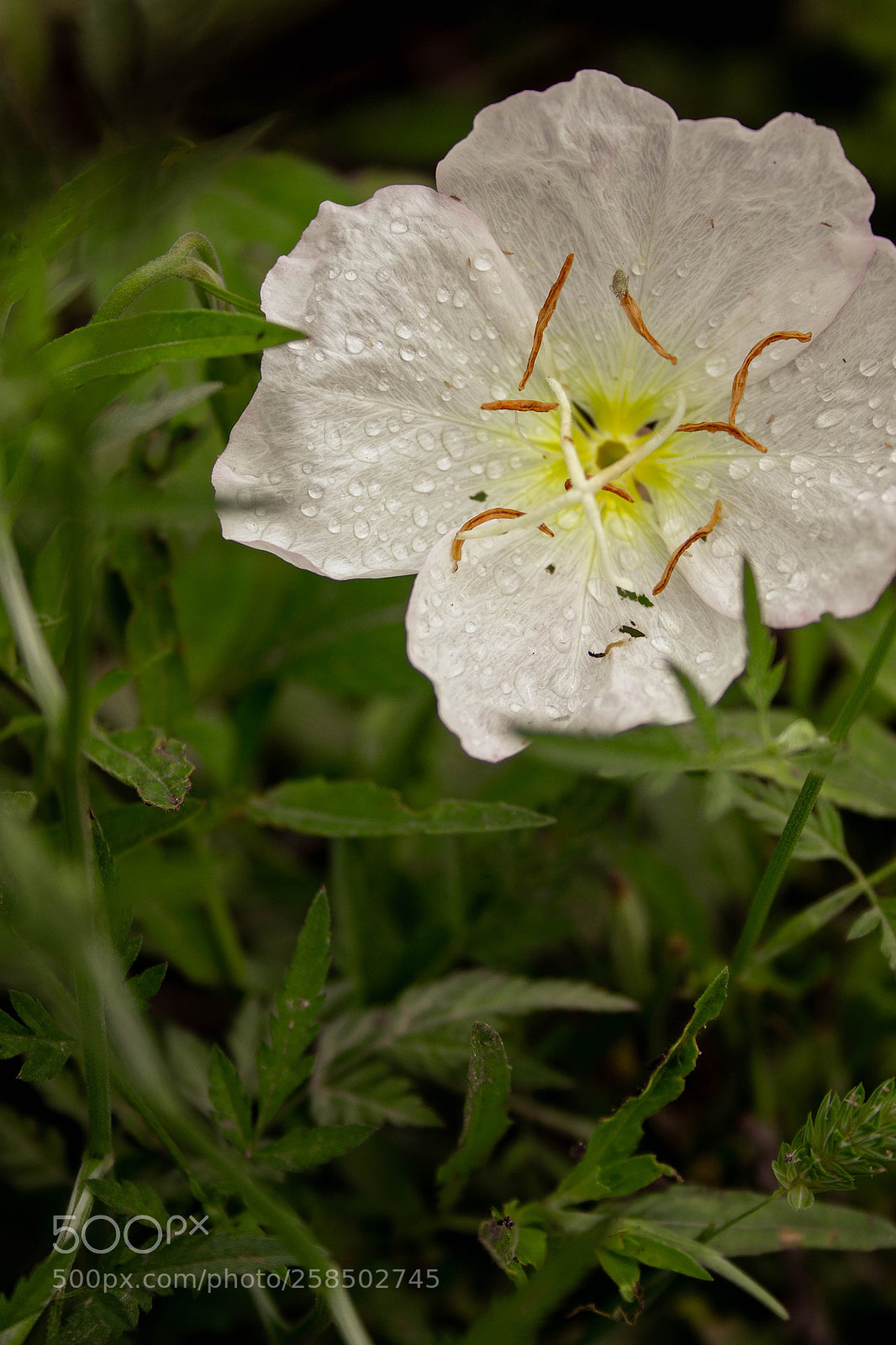 Canon EOS 1100D (EOS Rebel T3 / EOS Kiss X50) sample photo. () copy photography