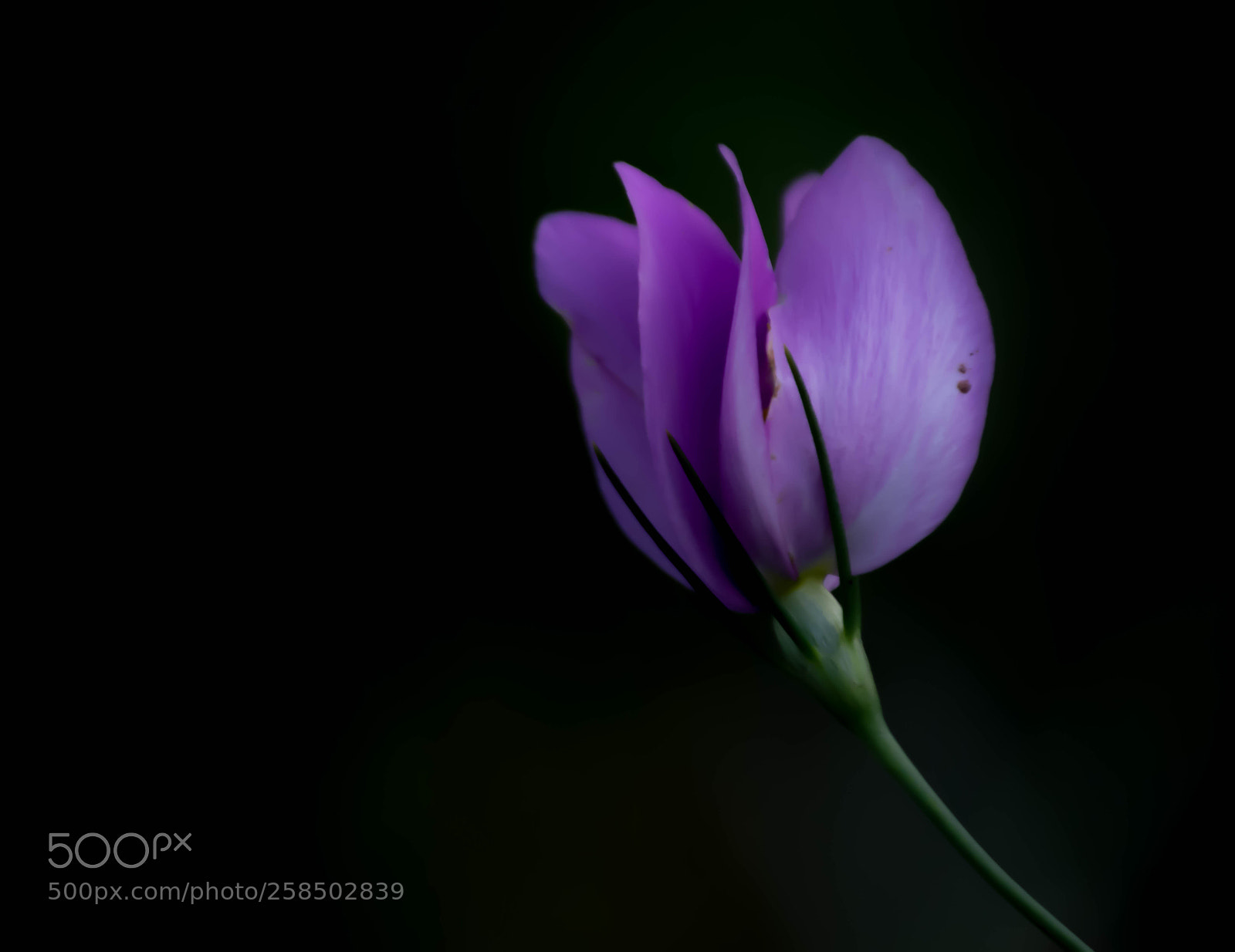 Nikon D3200 sample photo. Beautiful purple wildflower photography
