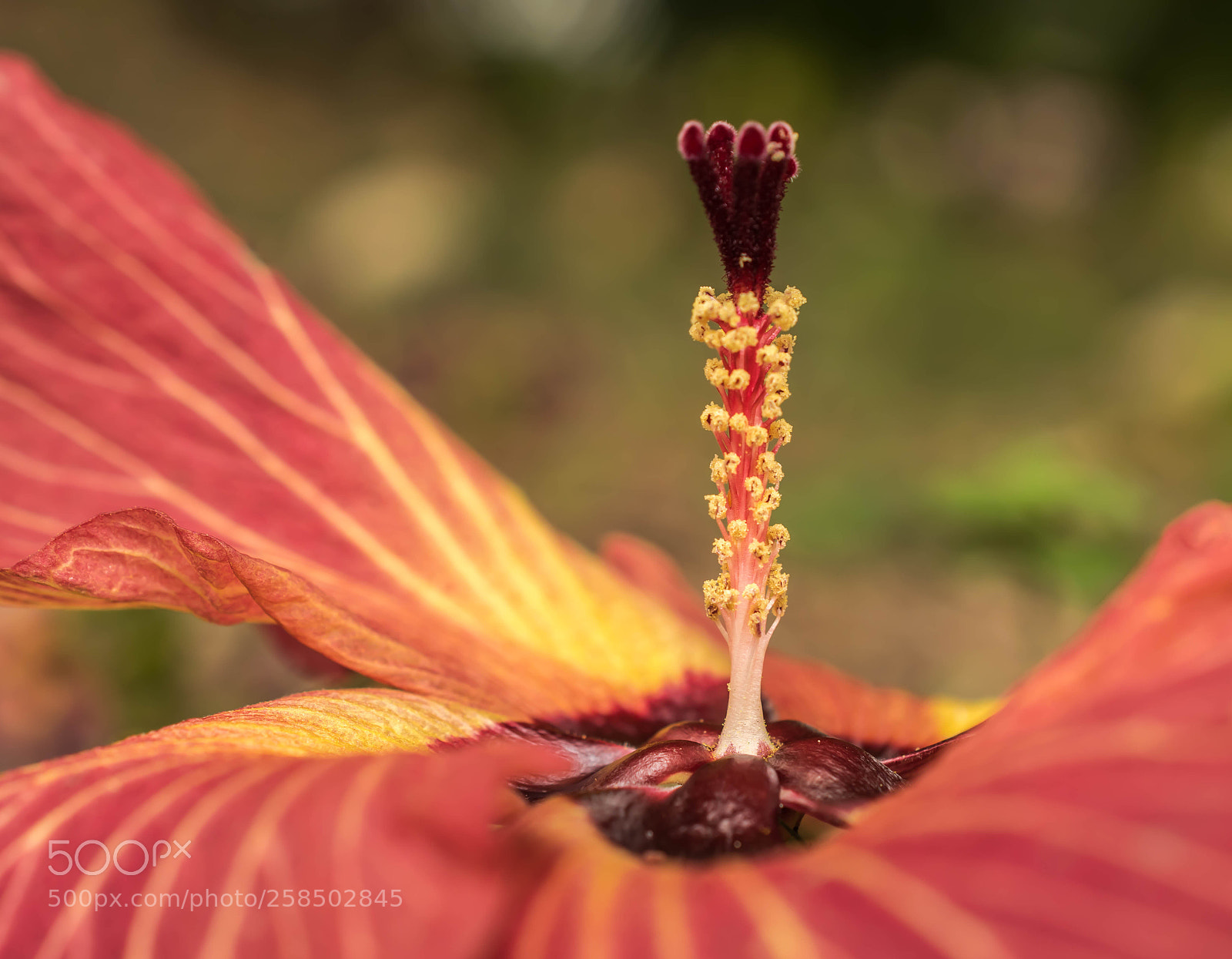 Nikon D5300 sample photo. Giant maroon hibiscus photography