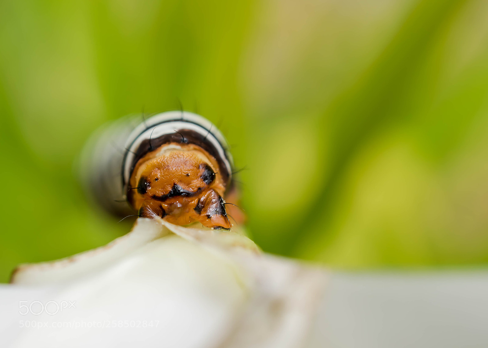 Nikon D5300 sample photo. Macro of a caterpillar photography
