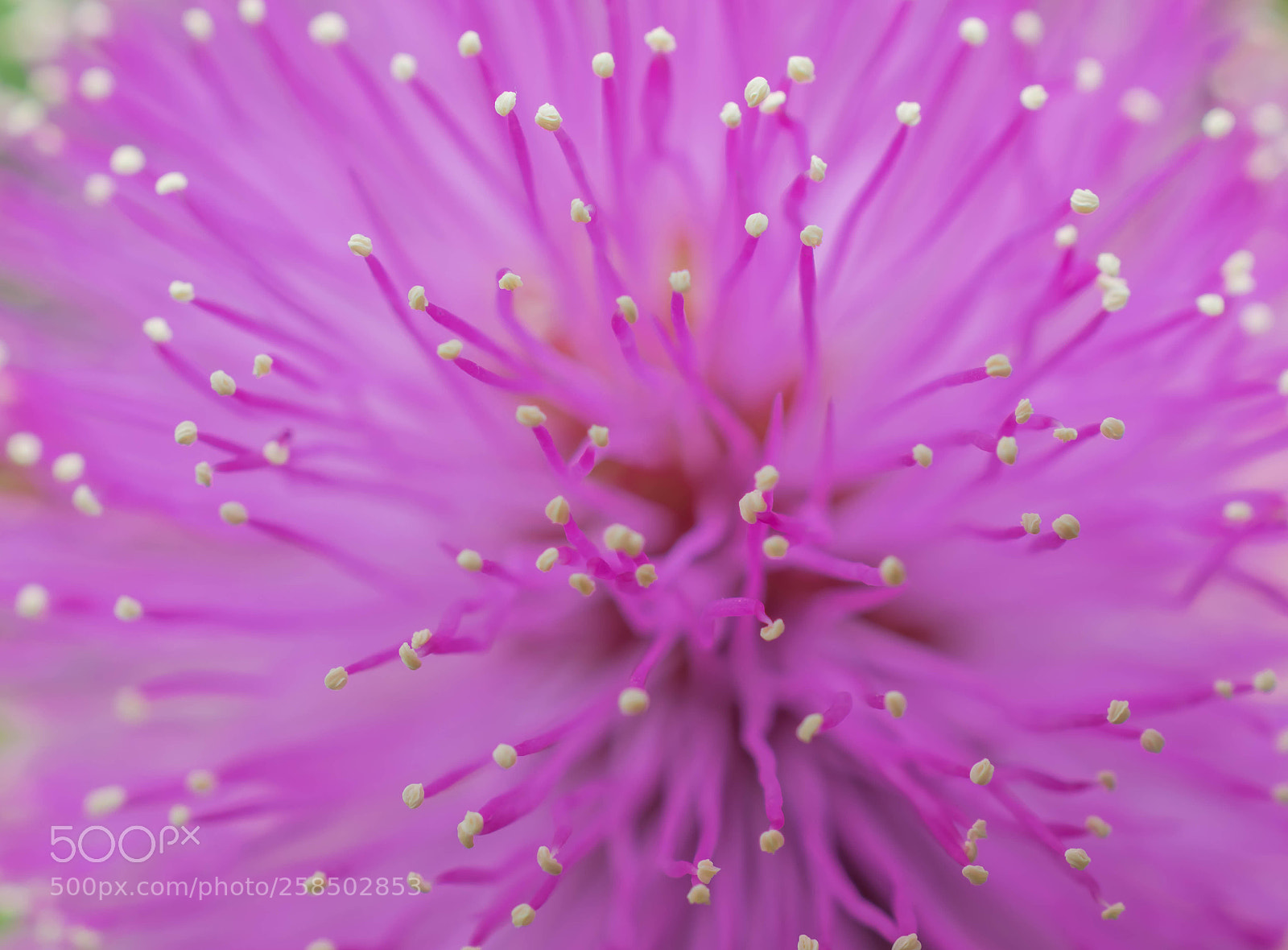 Nikon D5300 sample photo. Beautiful purple wildflower photography