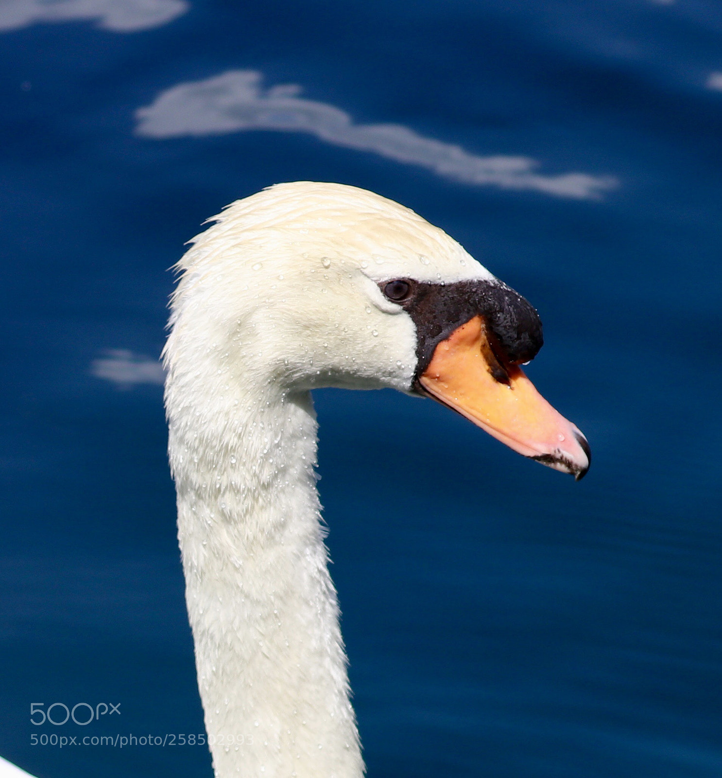 Canon EOS 80D sample photo. Mute swan photography