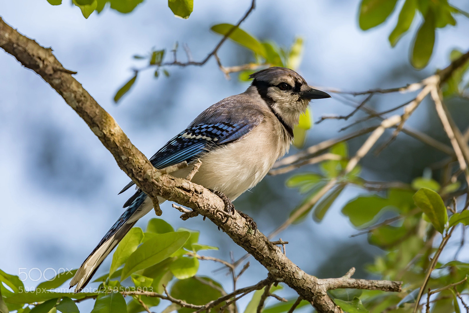 Canon EOS 5D Mark IV sample photo. Bluejay photography