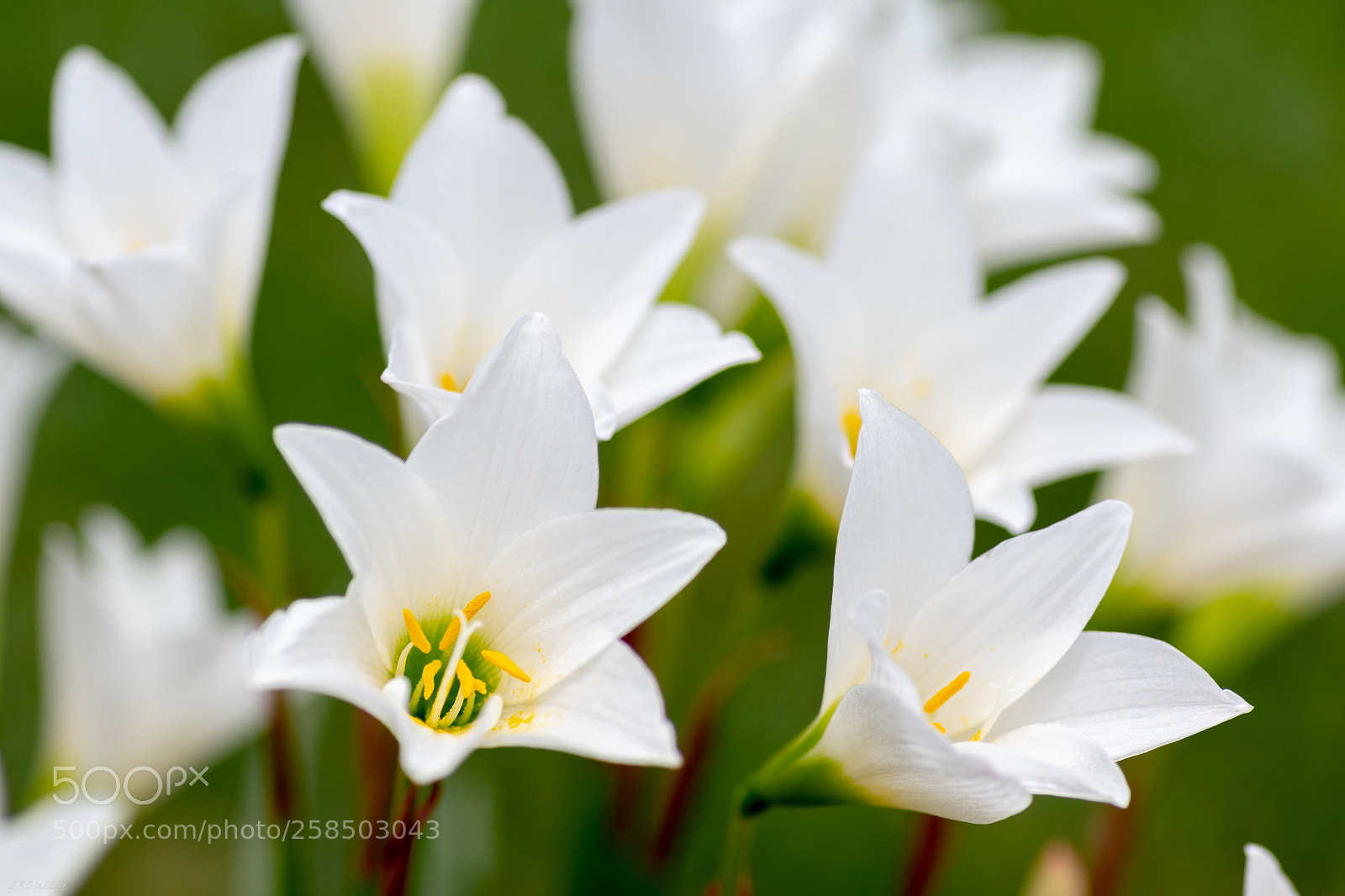 Pentax K-70 sample photo. Tulips photography