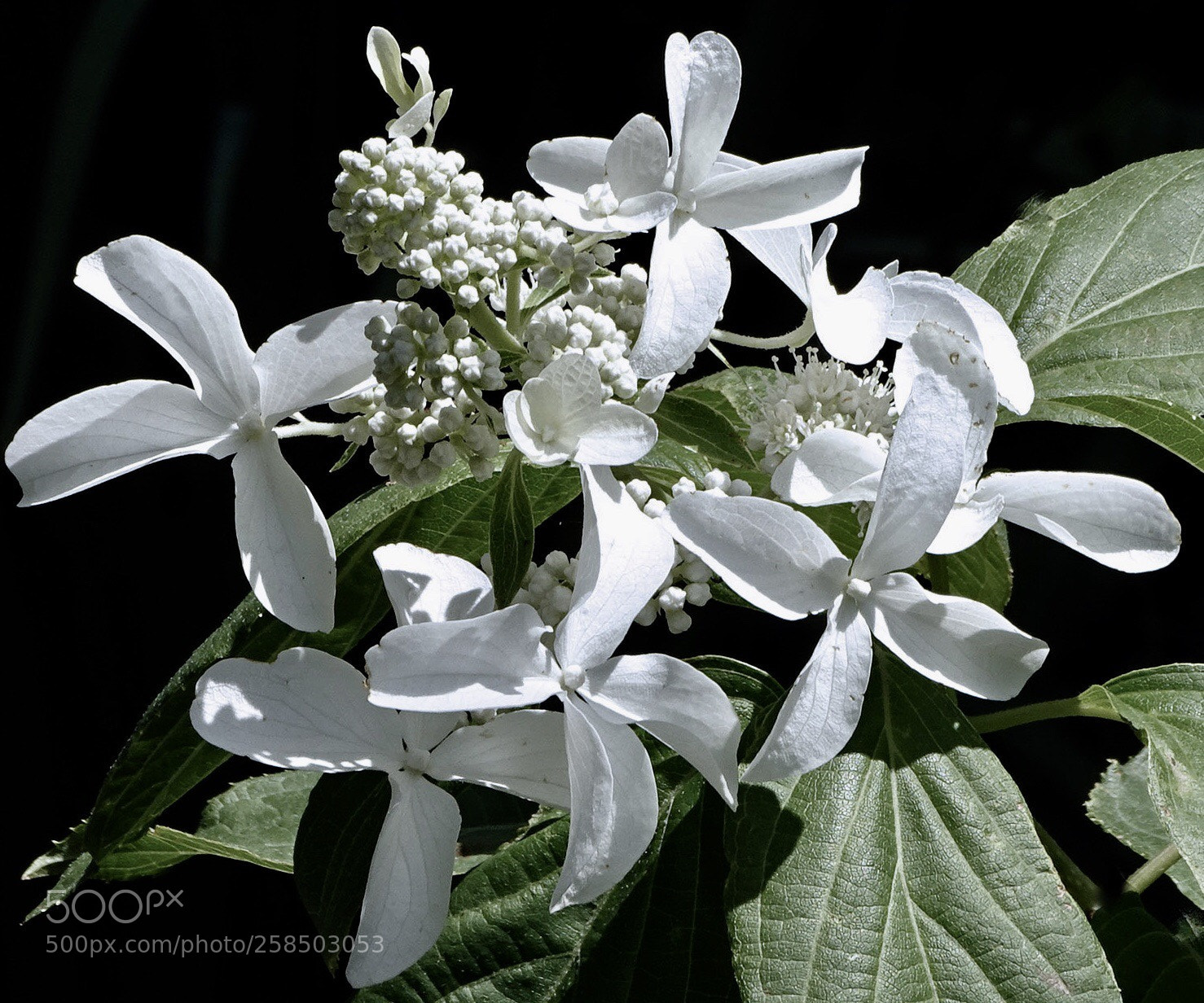 Sony Cyber-shot DSC-HX400V sample photo. Morning  light photography
