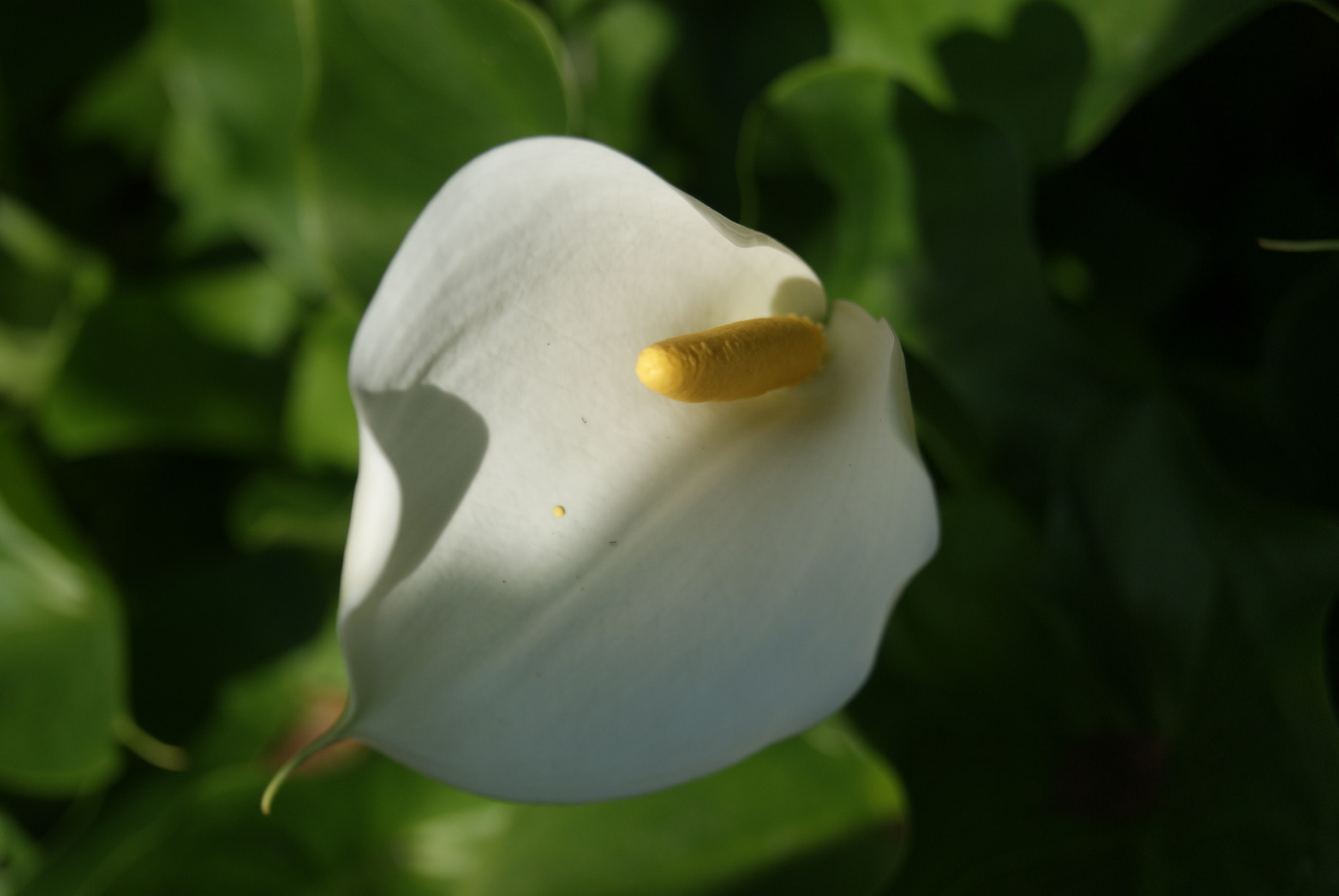 Sony Alpha DSLR-A330 sample photo. White flower photography