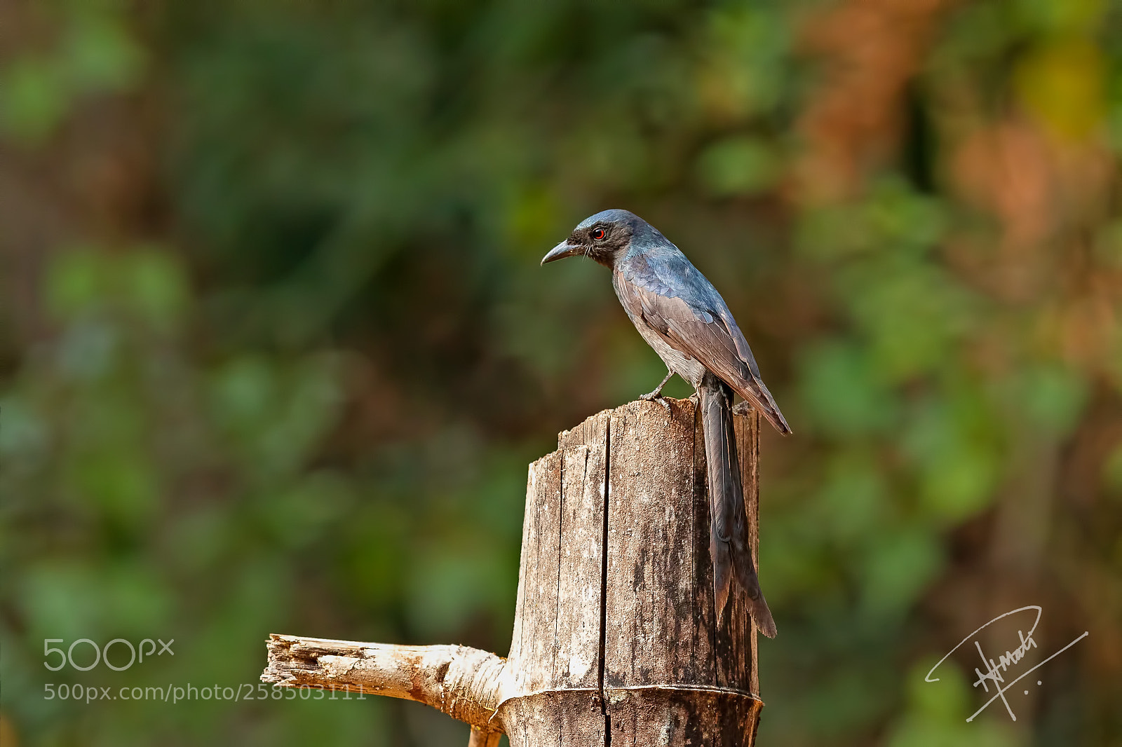 Canon EOS 5D Mark IV sample photo. Ashydrongo photography