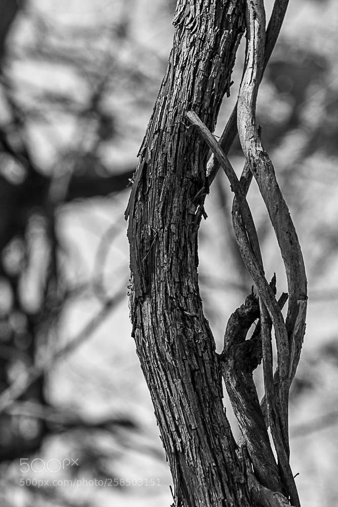 Nikon D500 sample photo. Lakeshore vine with vine photography