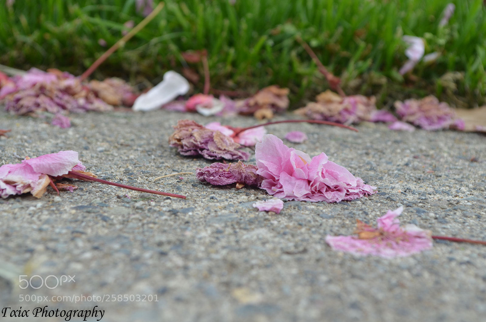 Nikon D5100 sample photo. Untitled photography