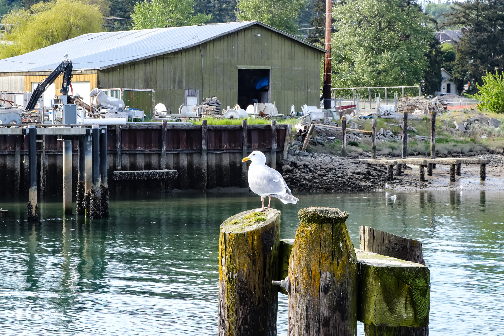 Canon EOS 200D (EOS Rebel SL2 / EOS Kiss X9) sample photo. Seagull photography