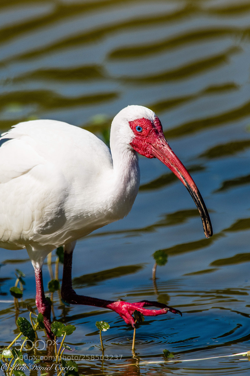 Nikon D500 sample photo. Breeding ibis photography