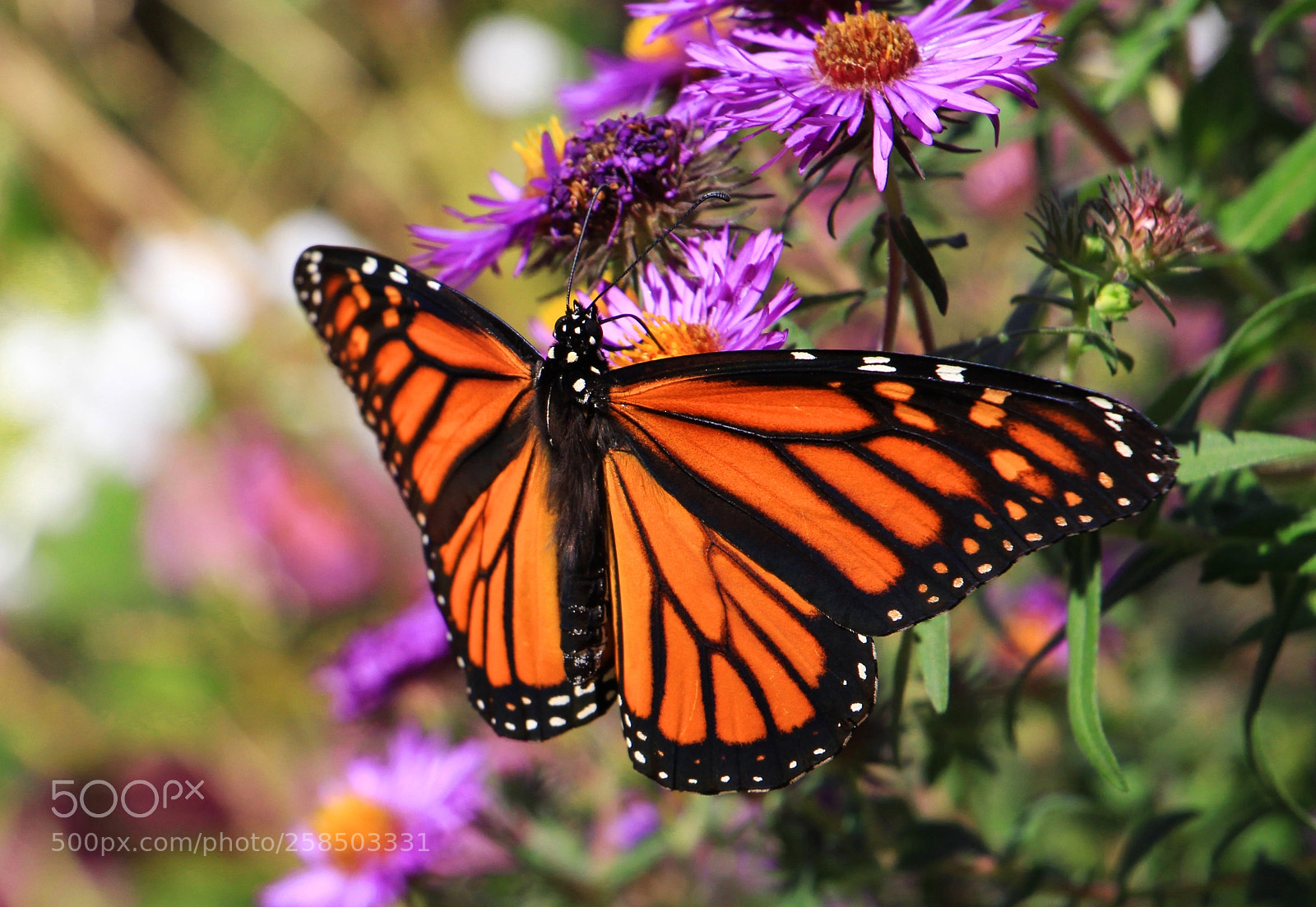 Canon EOS 700D (EOS Rebel T5i / EOS Kiss X7i) sample photo. Spread your wings photography