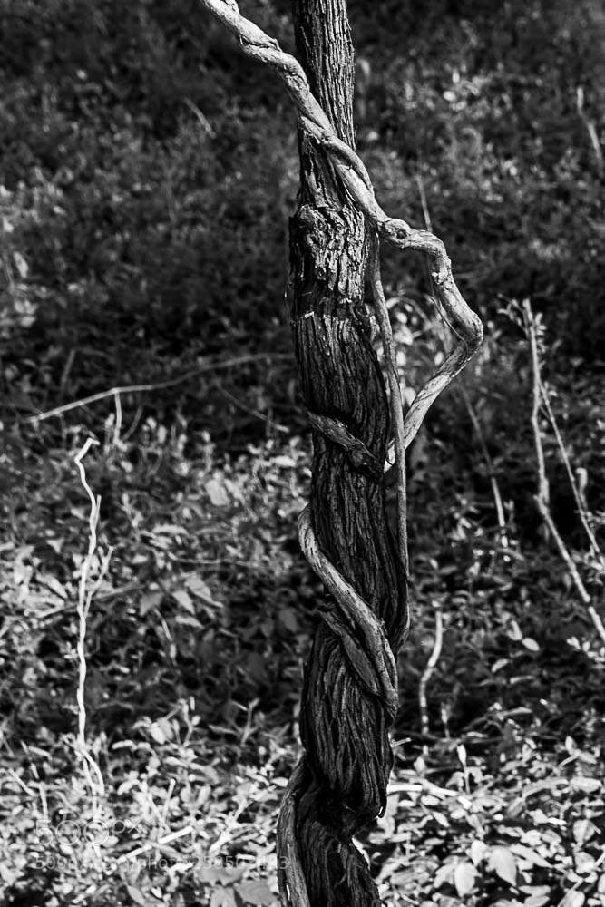 Nikon D500 sample photo. Lakeshore vine with vine photography
