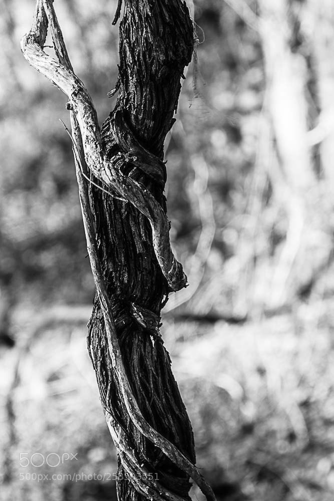 Nikon D500 sample photo. Lakeshore vine with vine photography