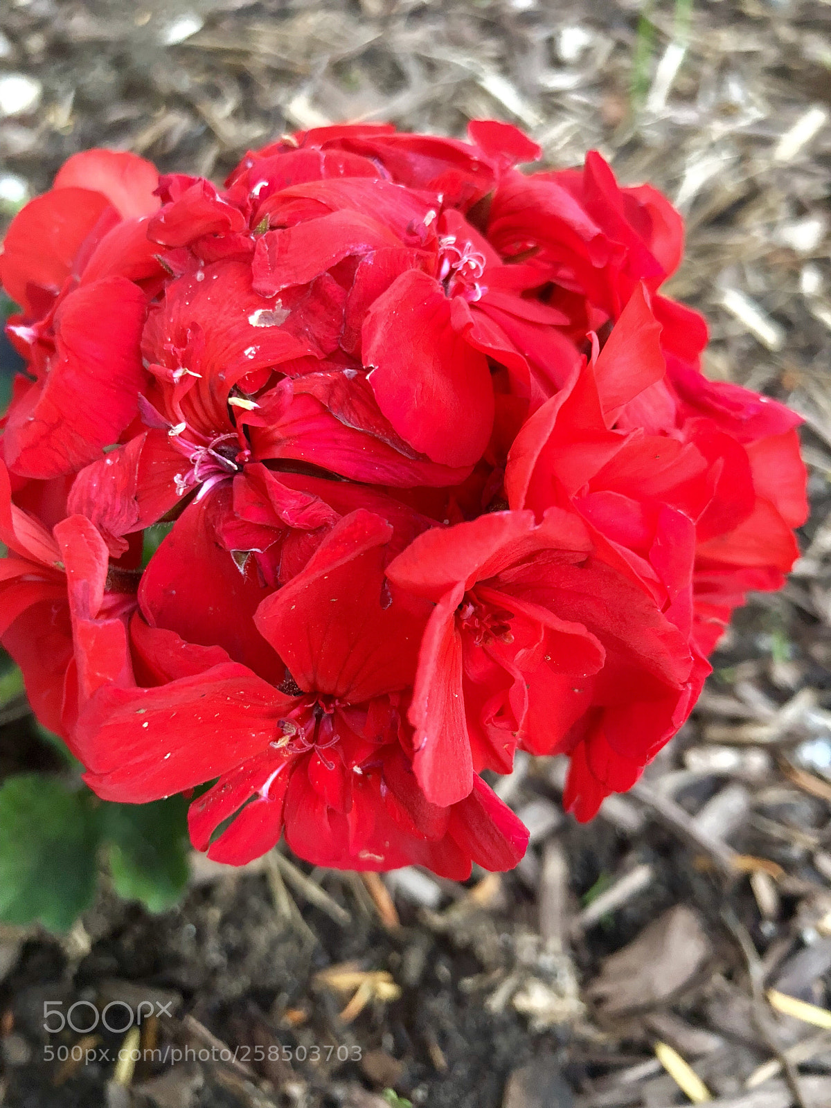 Apple iPhone 8 sample photo. Untitled photography