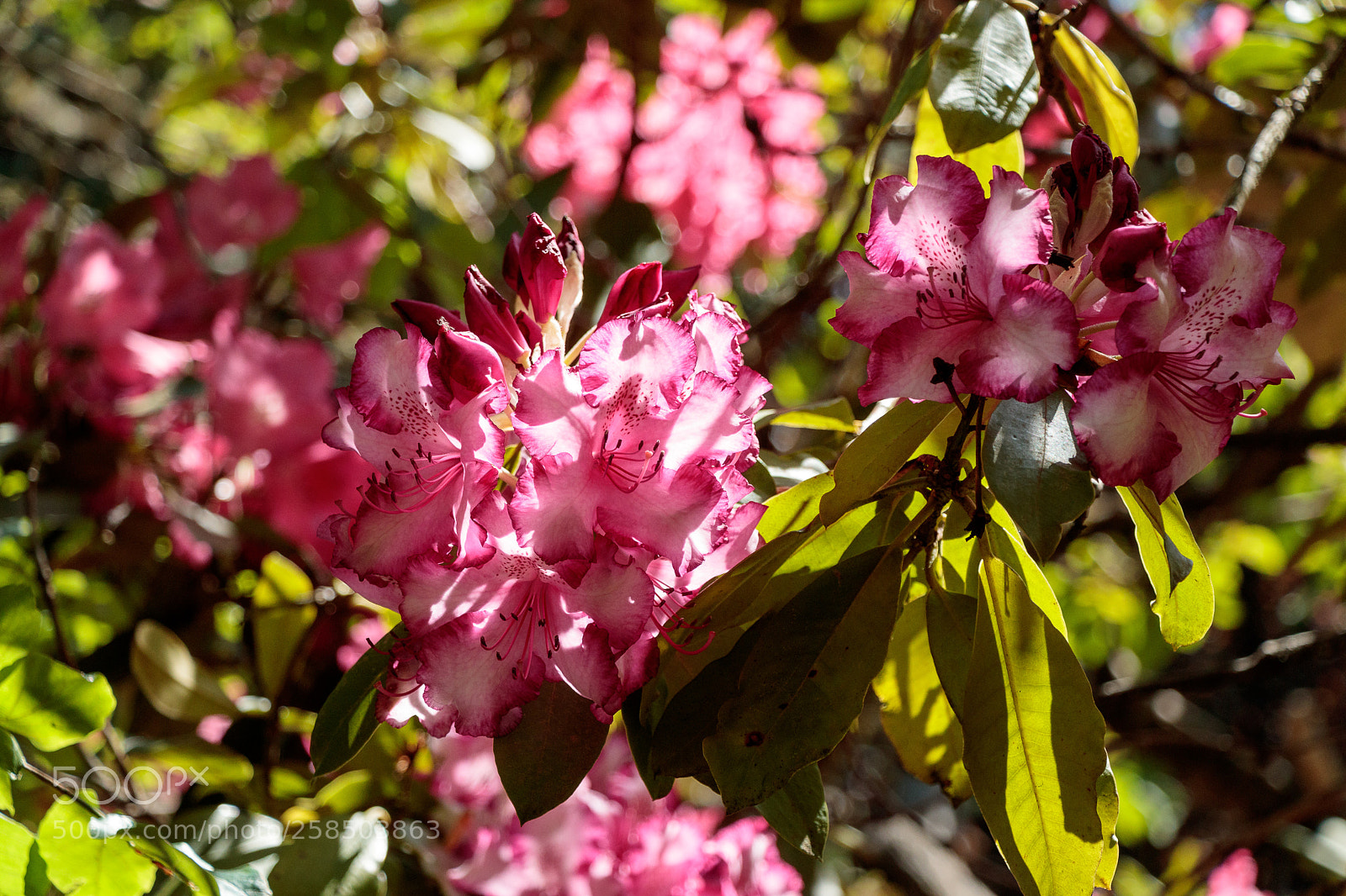 Canon EOS 80D sample photo. Pink rhododendron photography