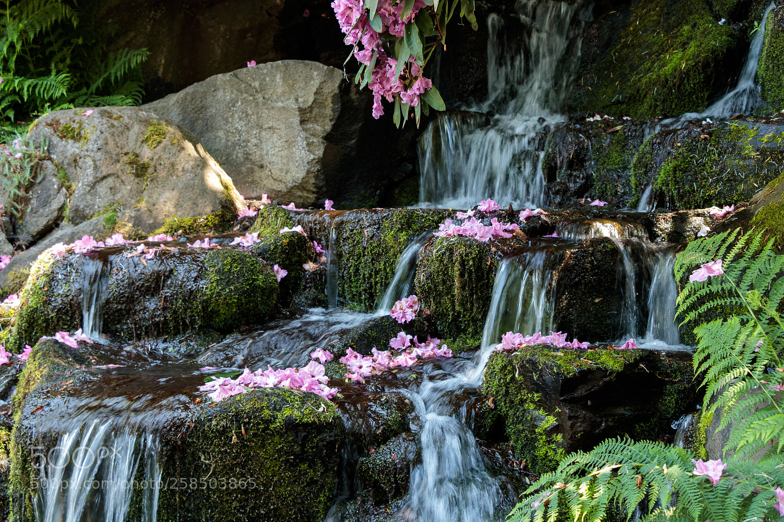Canon EOS 80D sample photo. Flowerfall photography