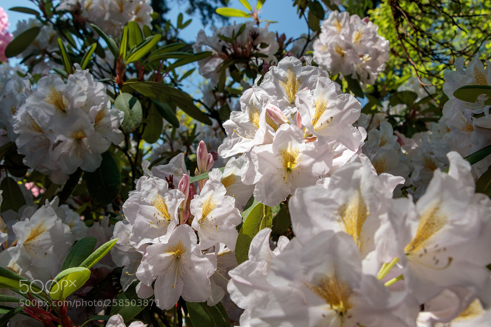 Canon EOS 80D sample photo. White rhododendron photography