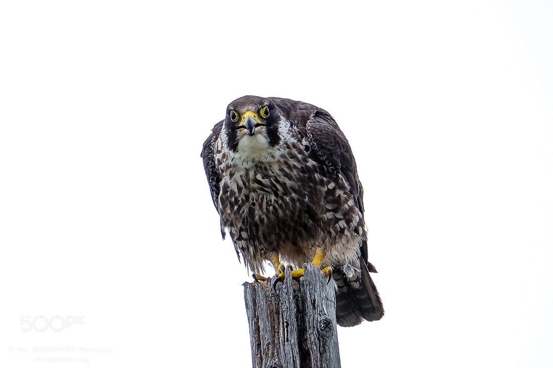 Sony Cyber-shot DSC-RX10 IV sample photo. Peregrine falcon photography