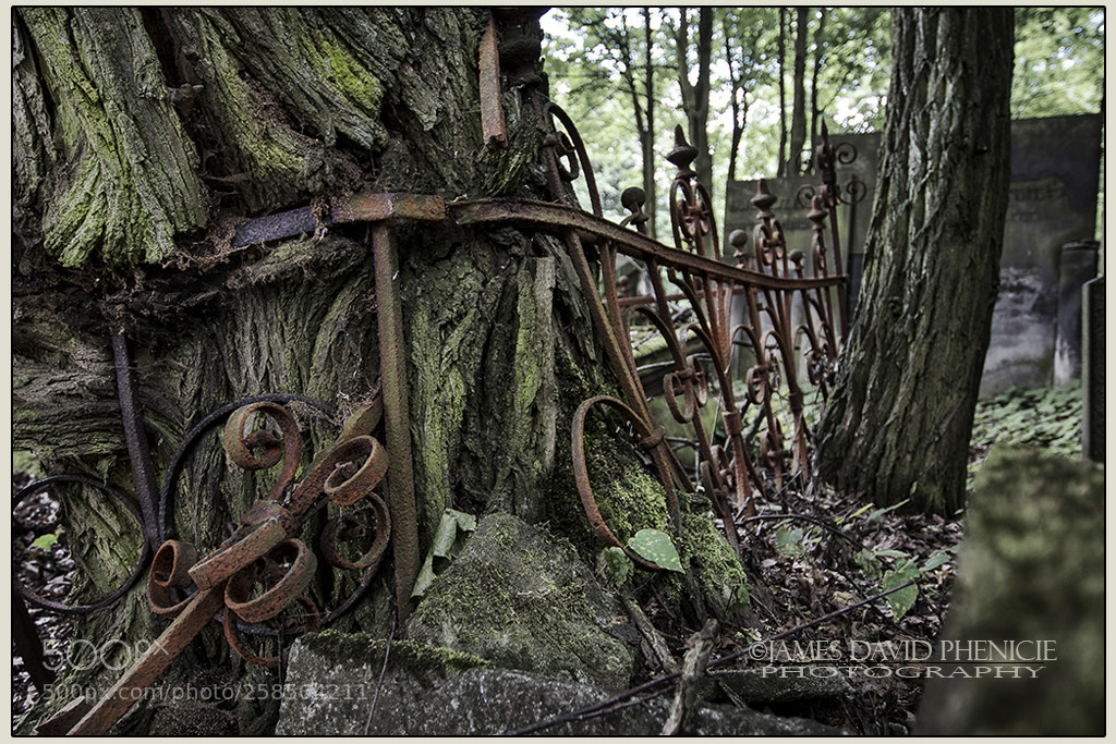 Nikon D500 sample photo. New jewish cemetery series #5 photography