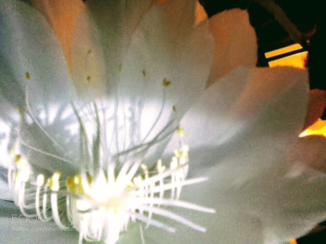 Apple iPod touch sample photo. Untitled photography