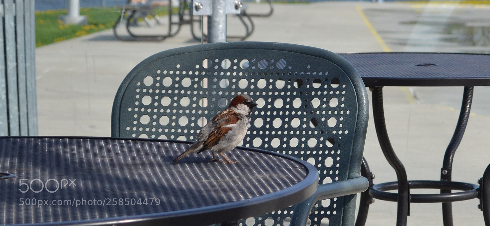 Nikon D3100 sample photo. Where's my muffin photography