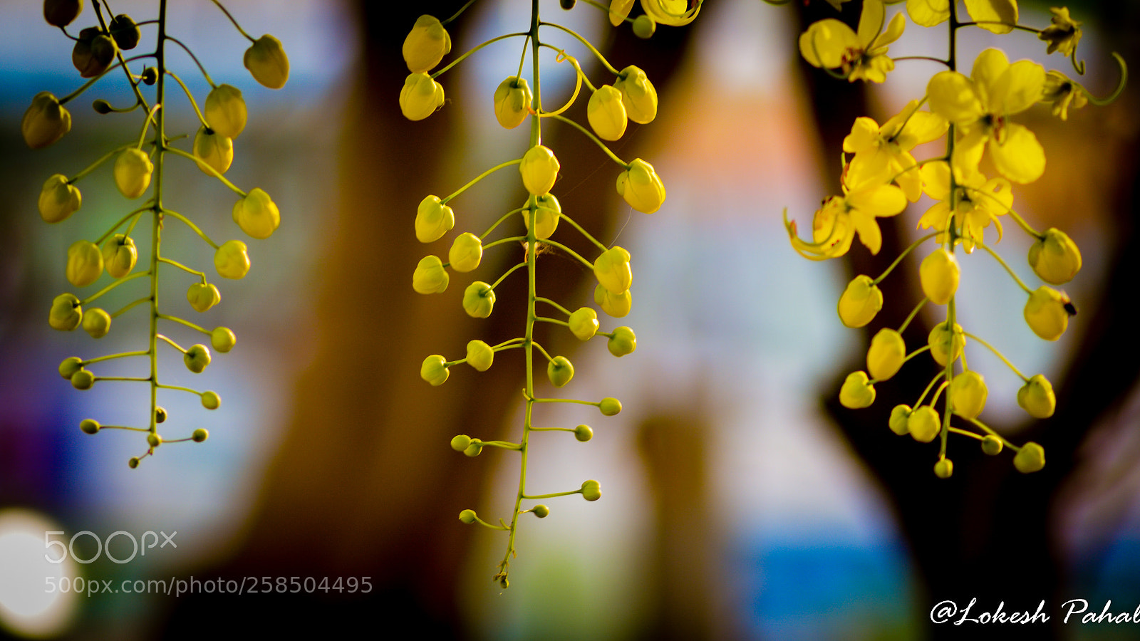 Nikon D5200 sample photo. Spring's beauty photography
