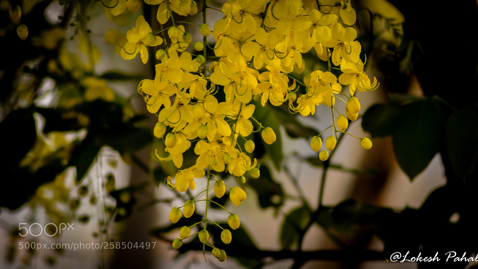 Nikon D5200 sample photo. Spring's beauty photography