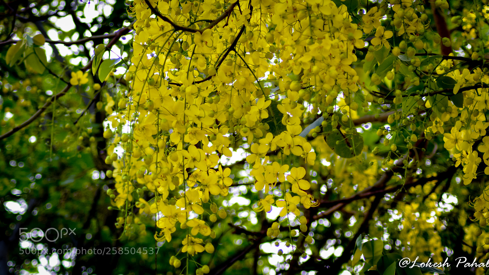 Nikon D5200 sample photo. Spring's beauty photography