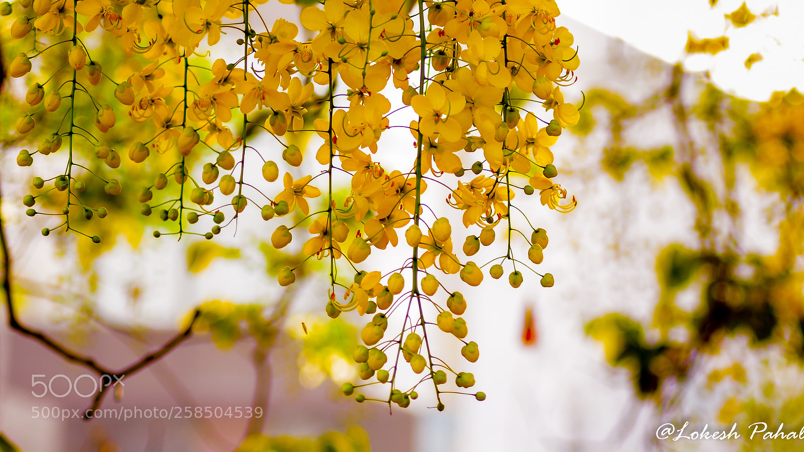 Nikon D5200 sample photo. Spring's beauty photography